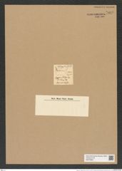 Zygoceros ? styliger Ehrenb. (de-Toni-Nr.: Genus 126, Species 3544) Zeichnungen Sammlung Grunow Nr. 7029 (NHMW-BOT-W0375952)